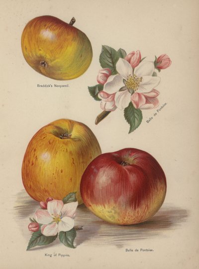 Braddicks Nonpareil, Belle de Pontoise, King of Pippins by English School